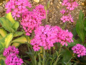 Silene viscaria